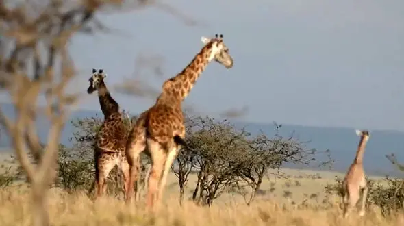 بدشانس ترین بچه زرافه را ببینید + فیلم