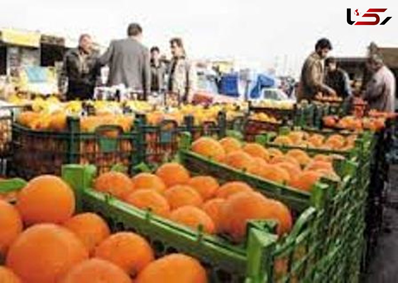 عرضه 900تن پرتقال و سیب شب عید در مازندران