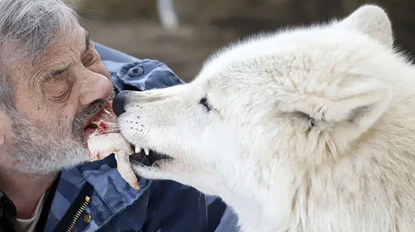 زندگی با گرگها+تصاویر