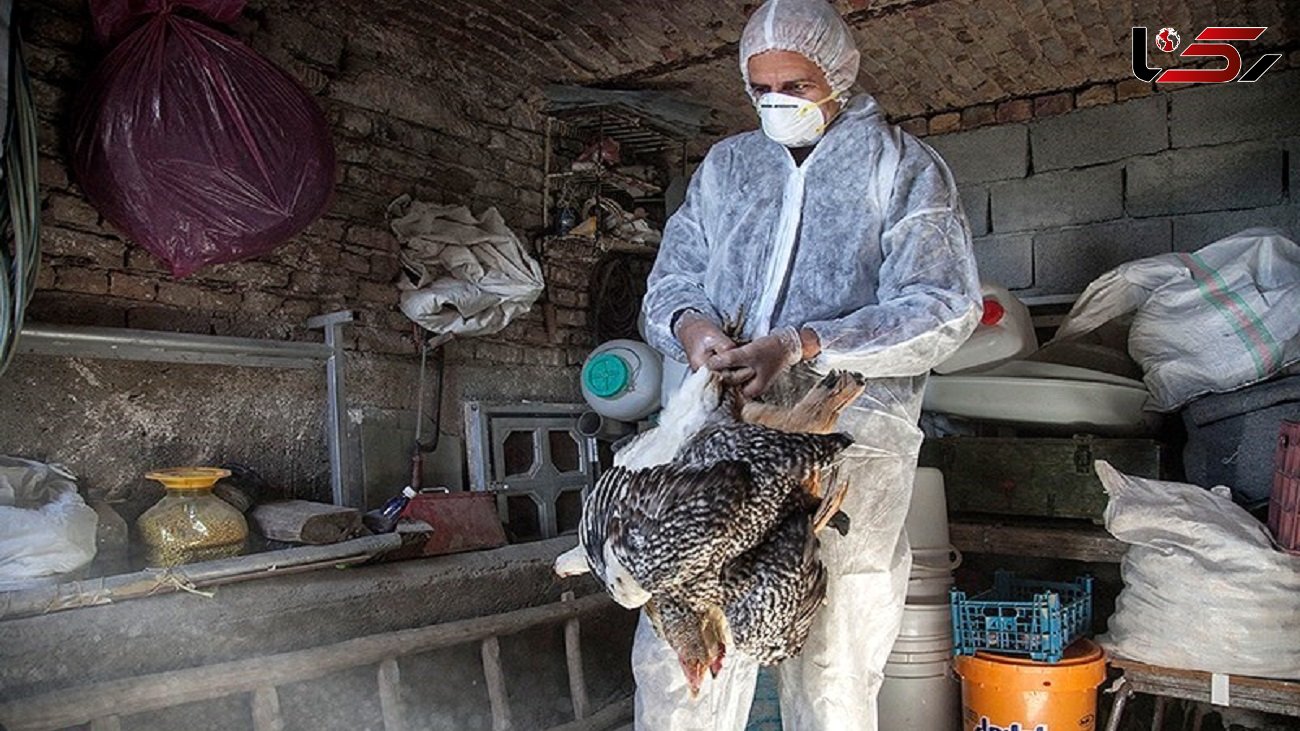 مشاهده ۲ مورد آنفلوانزای فوق حاد پرندگان در مازندران
