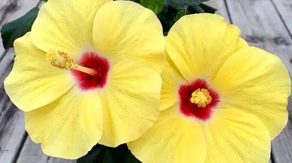 فال ابجد امروز / 22 تیر ماه + فیلم 