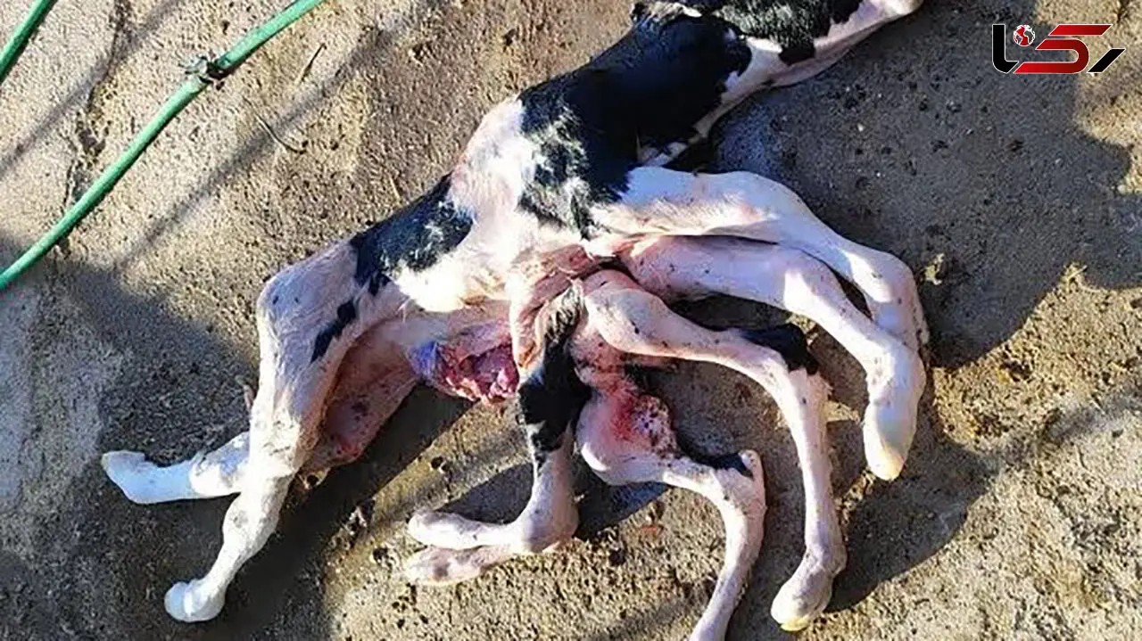 تولد گوساله ای با 8 دست و پا در کاشمر