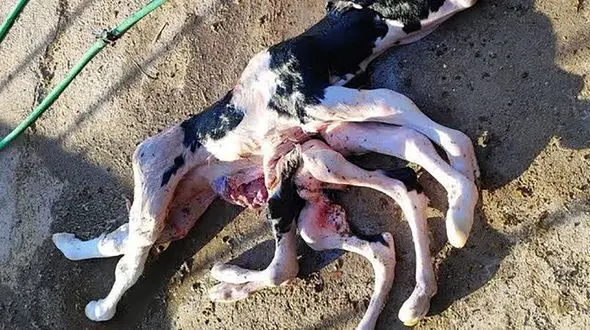 تولد گوساله ای با 8 دست و پا در کاشمر