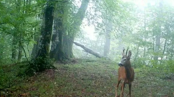 گوزن مینیاتوری شوکا در جنگل های گیلان دیده شد + فیلم و عکس
