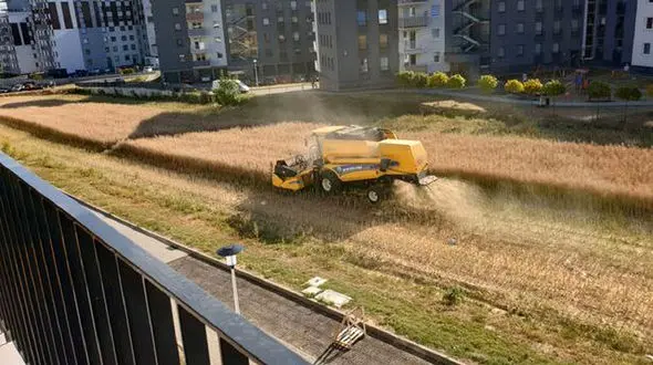 کشت و کار کشاورز لهستانی در وسط شهر! + فیلم