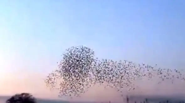 تصاویری بی‌نظیر از هنرنمایی پرندگان در  آسمان + فیلم
