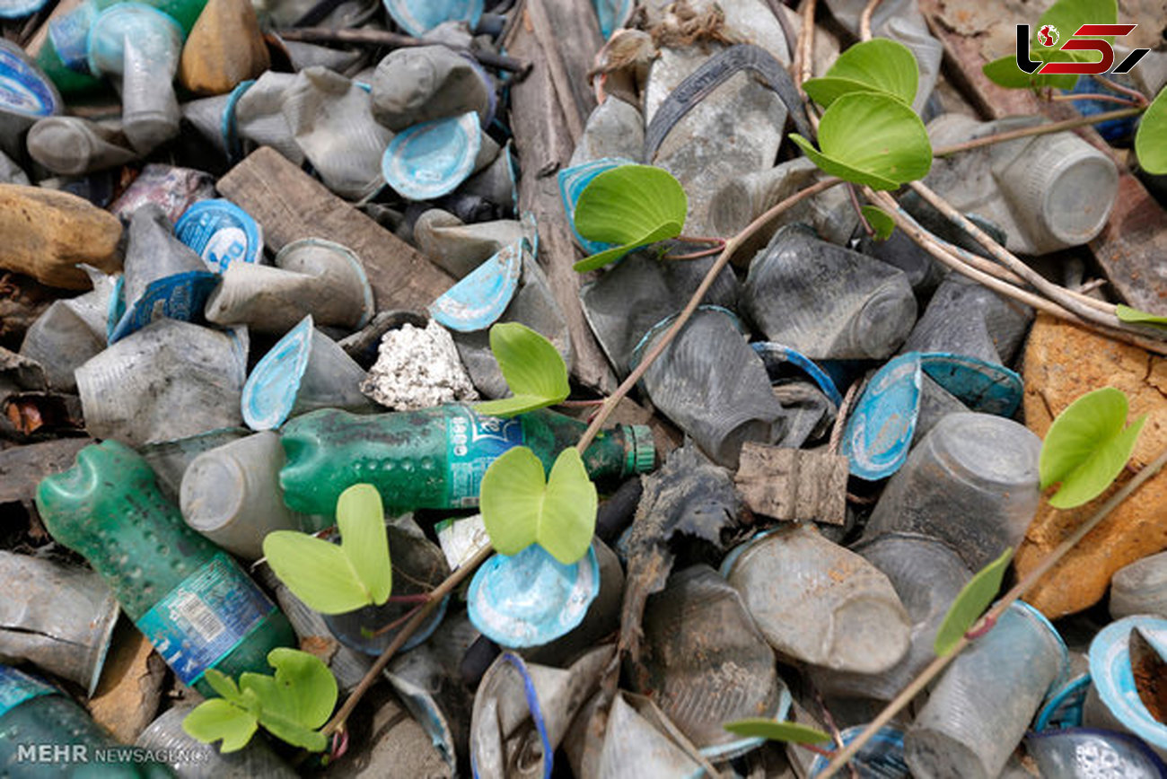زنبور استرالیایی زباله های پلاستیکی را منسوخ می کنند