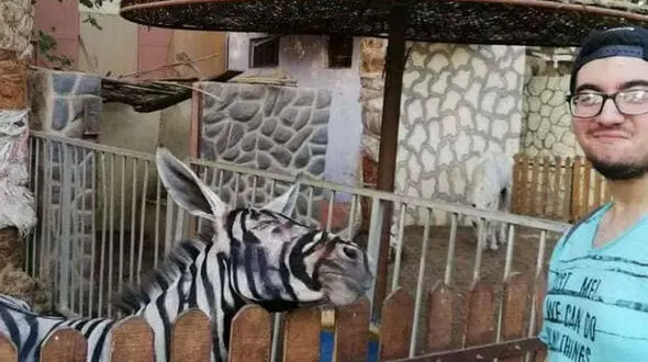 در باغ وحش الاغ را به جای گورخر رنگ کردند ! + عکس 
