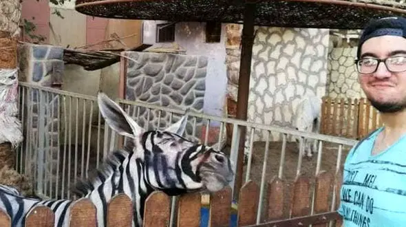 در باغ وحش الاغ را به جای گورخر رنگ کردند ! + عکس 