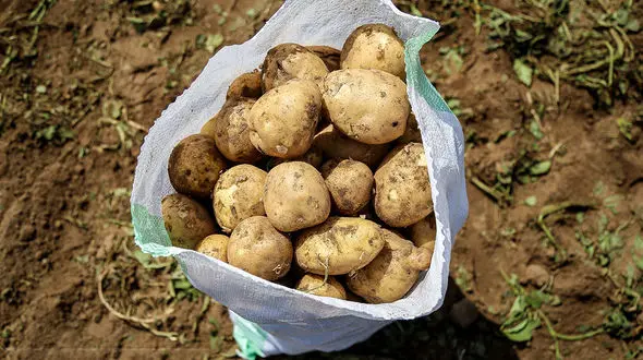 ادامه گرانی سیب زمینی در بازار / برداشت در همدان آغاز شد + تصاویر