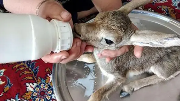 اقدام جالب مرد روستایی با 2 بچه آهوی سرمازده + فیلم و تصاویر 