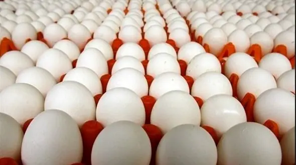 تخم مرغ ارزان شد / گران‌تر از شانه‌ای ۱۲۶۰۰ تومان نخرید