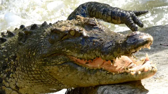 باقی اجساد زن گمشده را در دهان تمساح پیدا کرد