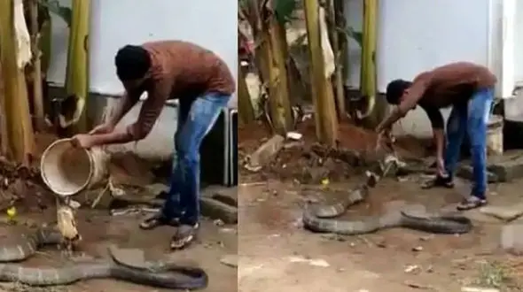 شجاع ترین مرد را بشناسید! +فیلم حمام کردن مار شاه کبرا در اوج گرما !