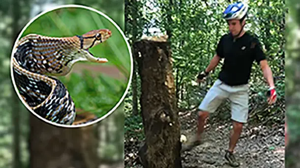 نیش زدن مار، دوچرخه سوار کوهستان را به دردسر انداخت + فیلم