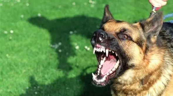 سگ نگهبان یک دختر دانشجو را گاز گرفت + جزییات