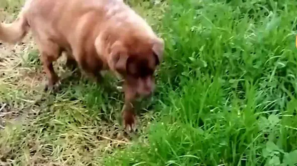 مسن ترین سگ زنده جهان را ببینید+ فیلم