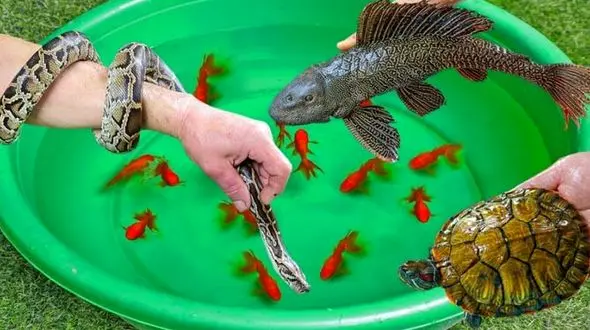 ماهی قرمز، سمندر، لاک‌پشت، مار؛ بساط قانون‌شکنی در بازارها پهن است، یگان حفاظت سازمان محیط زیست کجاست؟ + فیلم