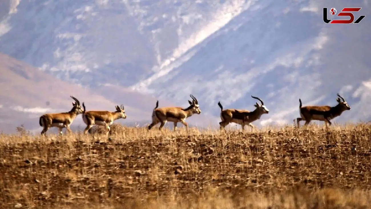 واگذاری 50 منطقه تحت مدیریت سازمان محیط زیست به بنیاد مسکن برای ساخت مسکن ملی!