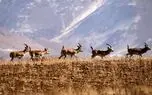 واگذاری 50 منطقه تحت مدیریت سازمان محیط زیست به بنیاد مسکن برای ساخت مسکن جوانان