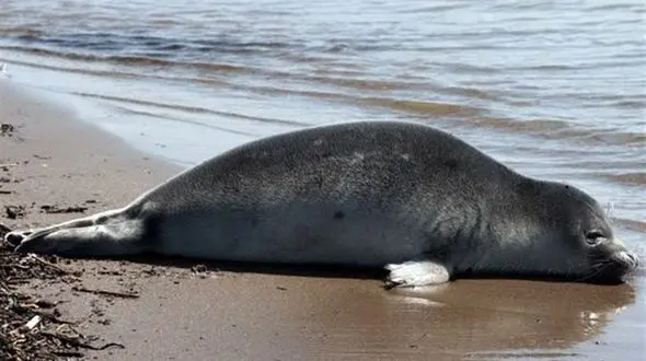 یک قلاده فک خزری در سواحل استان گیلان کشف شد