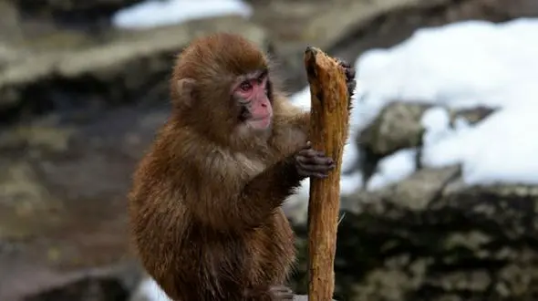 کشف فسیل یک میمون 4 میلیون ساله