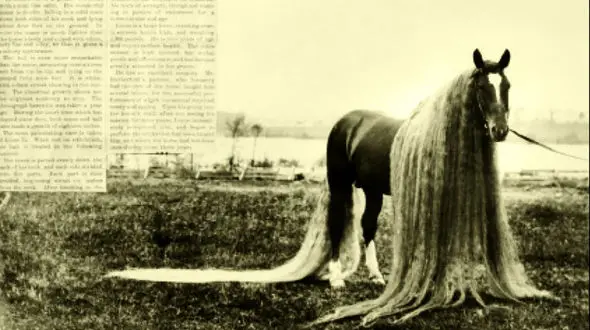 یکی از زیباترین اسب ها را ببینید / فیلم