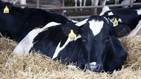 پنجمین جشنواره ملی گاو هلشتاین ایران آذر ۱۴۰۳ برگزار می‌شود