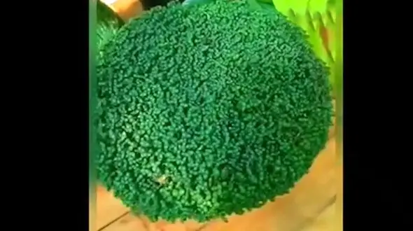 آموزش سبز کردن سبزه عید به کمک تخم شربتی / فیلم