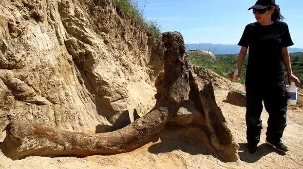 کشف فسیل ماموت 10 تنی+تصاویر
