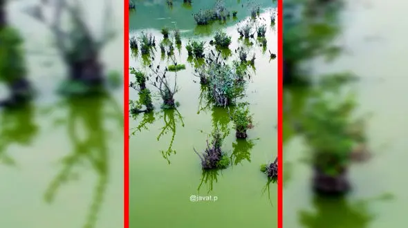 فیلم طبیعت بکر تالاب استیل آستارا