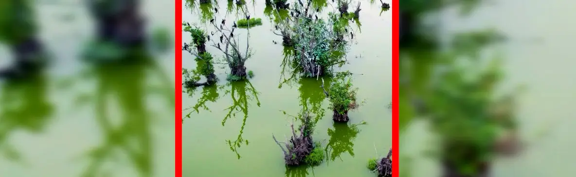 فیلم طبیعت بکر تالاب استیل آستارا