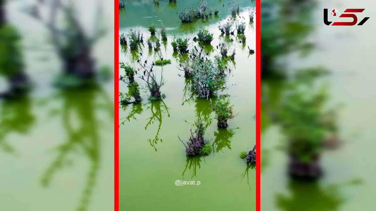 فیلم طبیعت بکر تالاب استیل آستارا