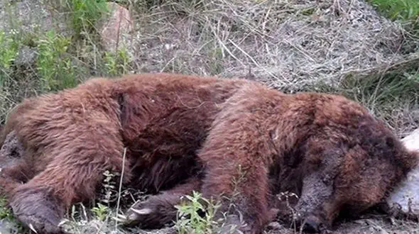 عکس تلخ از  لاشه خرس قهوه ای در سمیرم / با گلوله کشته شد