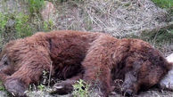 عکس تلخ از  لاشه خرس قهوه ای در سمیرم / با گلوله کشته شد