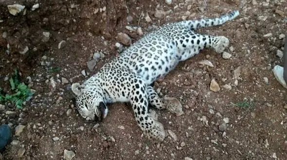  مرگ پلنگ ایرانی که هار بود/ در سروآباد کردستان فاش شد + عکس