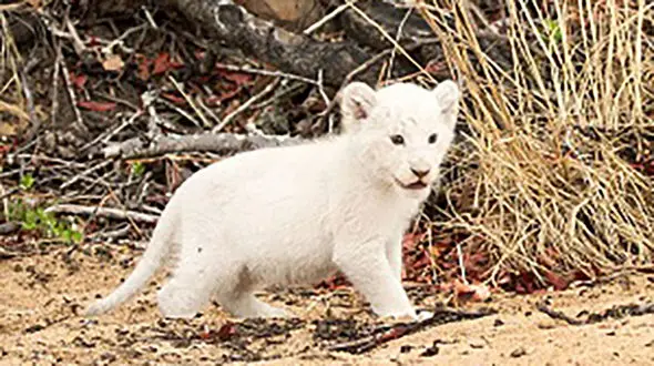 شاهزاده زال در هویزه تلف شد