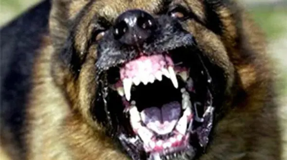  سگ وحشی  پیرمرد تبریزی را تیکه پاره کرد