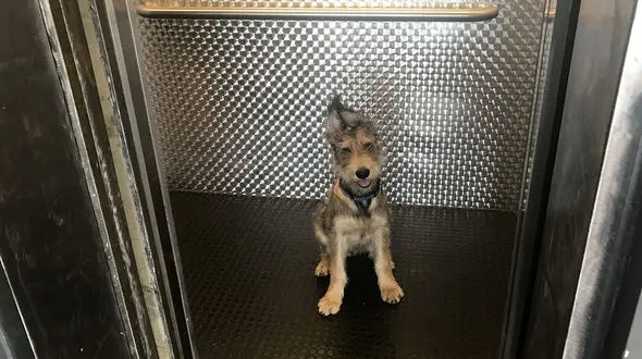 دار زده شدن  یک سگ در آسانسور  + فیلم لحظه به لحظه