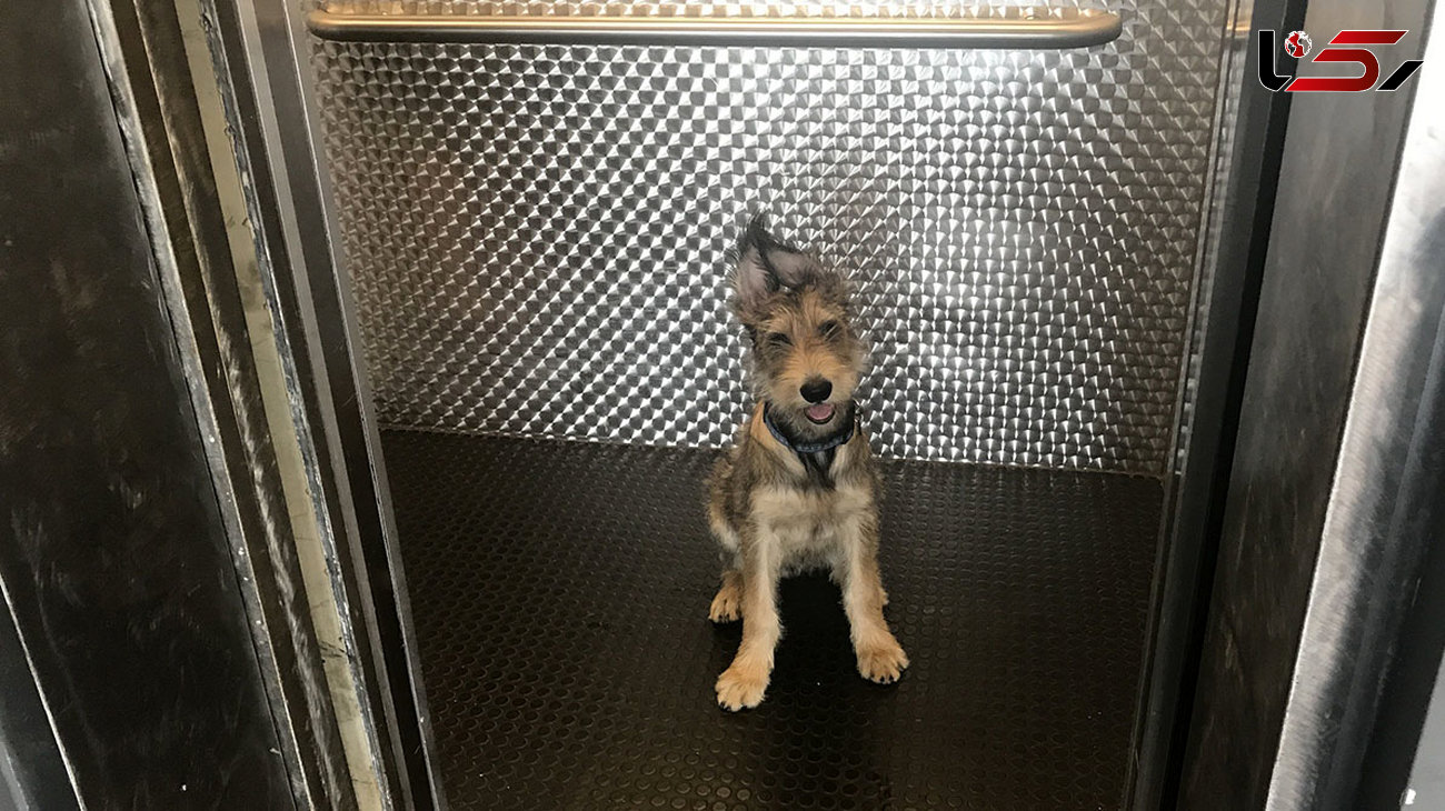 دار زده شدن  یک سگ در آسانسور  + فیلم لحظه به لحظه