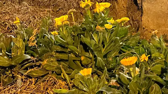 جملات زیبای عصربخیر زمستانی برای ارسال به عزیزان + فیلم