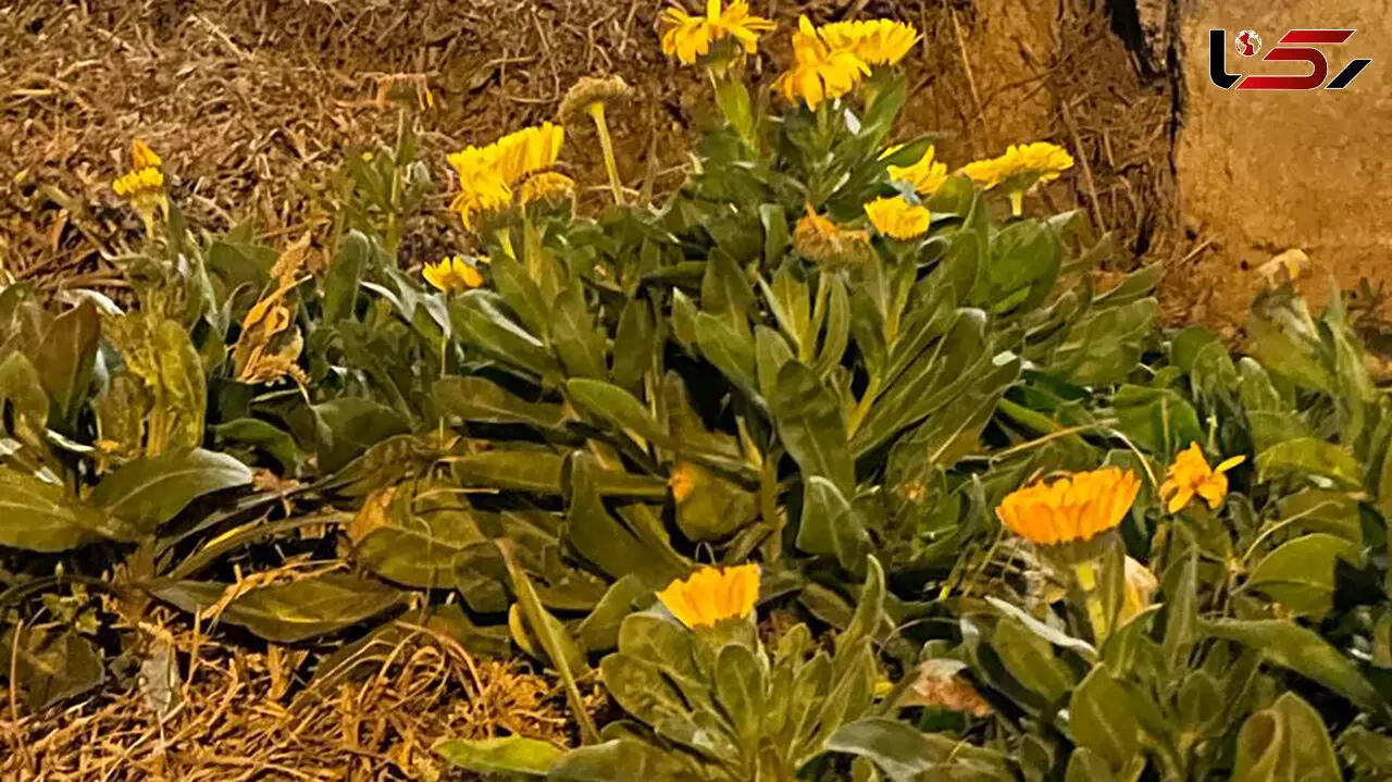 جملات زیبای عصربخیر زمستانی برای ارسال به عزیزان + فیلم