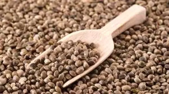 کپسول های حاوی روغن شاهدانه برای ورزشکاران