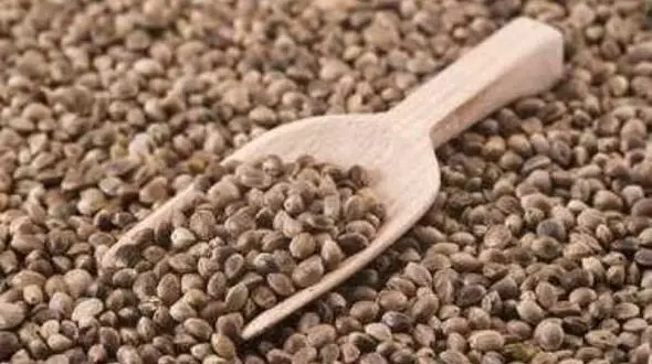 کپسول های حاوی روغن شاهدانه برای ورزشکاران