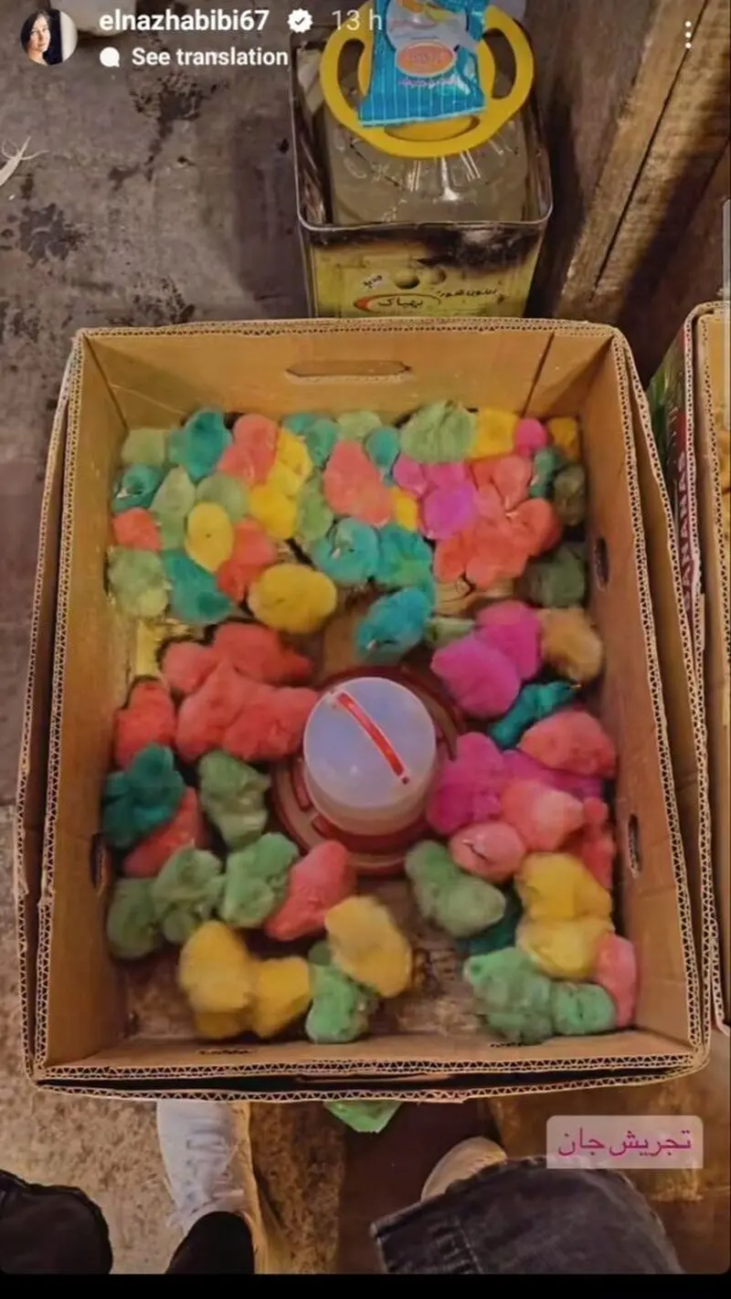 جوجه