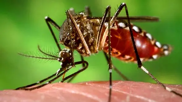 درمان های خانگی خارش نیش پشه