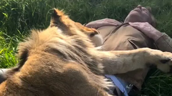 از رفاقت سلطان جنگل با مرد تا جست و جوی کیسه مادر توسط بچه کانگورو