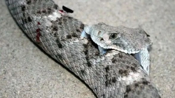 مستند حیات وحش حیوانات / لحظه ترسناک نیش زدن مار به خودش با سر قطع شده