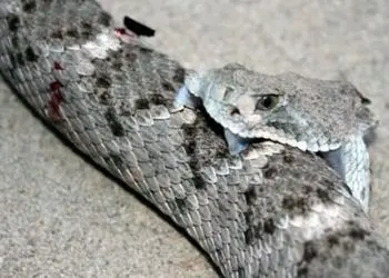 مستند حیات وحش حیوانات / لحظه ترسناک نیش زدن مار به خودش با سر قطع شده