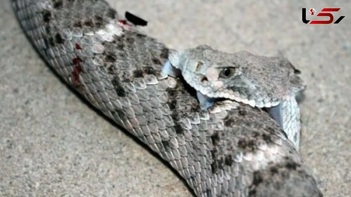 مستند حیات وحش حیوانات / لحظه ترسناک نیش زدن مار به خودش با سر قطع شده